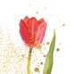 Uitnodiging - tulpen tuinfeest