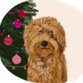 kerst labradoodle 