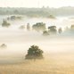 Verlies - bomen in de mist