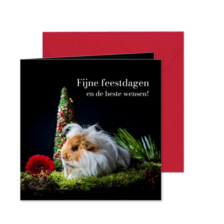 Kerstkaart met langharige cavia kerst