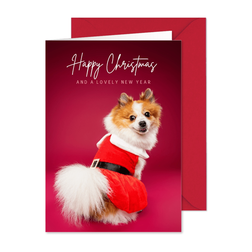 Grappige kerstkaart van pomsky met kerstjurkje aan - Kaartimpressie
