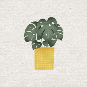 Plantje met kraft